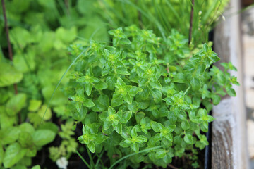Sweet marjoram leaves - Latin name - Origanum majorana growing in garden. 