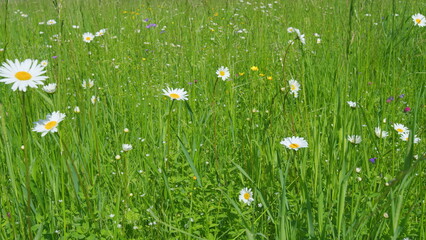 Blooming camomile in the green field. Flowering and collection of medicinal plants. Slow motion.