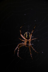 Spider hanging from a spider web