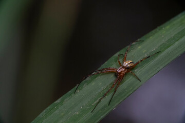 Spider on a green leaf