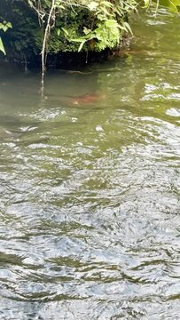 Animal themes: Colossoma macropomum also known as Cachama and Koi fish in the pond