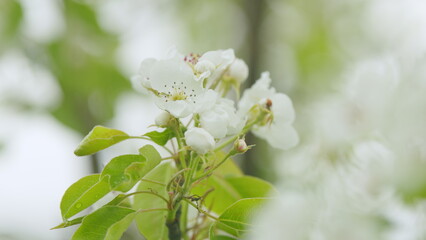 Beautiful pear tree flowers in spring. White bloom of a pear tree. Close up.