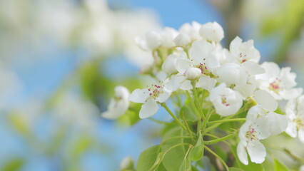 White flowers of on a pear tree. Pear blossom flowers in full bloom during spring. Close up.