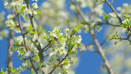 Obraz premium Spring blossom background. Beautiful spring flowers. White cherry flowers. Slow motion.