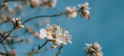 White almond flowers on their branches at dawn