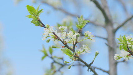 Obraz premium Cherry blossom in spring for background. Branch with white flowers in spring bloom. Slow motion.