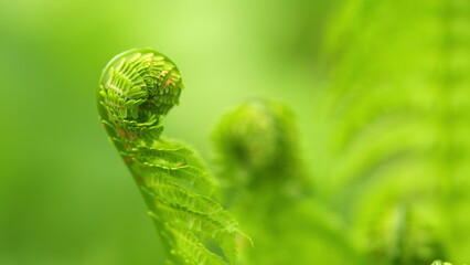 Beautyful ferns leaves green foliage. Young green shoots of ferns. Old forest in Europe. Shallow...
