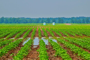 Obraz premium Large Soybean Field in Northwest Louisiana During a Wet Spring