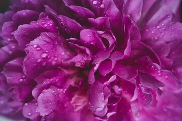 Pink petals with water drops, close up. Flower petal with dew. Pink flower background. Beauty in nature. Natural background. Love and romance concept. Floral decoration. Purple petal with drops.