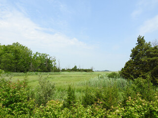 The beautiful summer scenery of the Bombay Hook National Wildlife Refuge, Kent County, Delaware. 