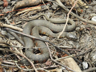 A large northern water snake living within the wetlands of the Bombay Hook National Wildlife Refuge, Kent County, Delaware.