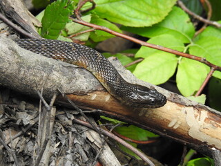 Northern water snake slithering over a branch within the wetlands of the Bombay Hook National Wildlife Refuge, Kent County, Delaware.