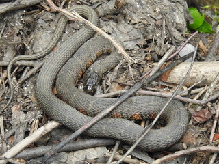 A large northern water snake living within the wetlands of the Bombay Hook National Wildlife Refuge, Kent County, Delaware.