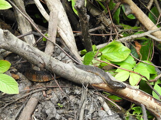 Northern water snake slithering over a branch within the wetlands of the Bombay Hook National Wildlife Refuge, Kent County, Delaware.