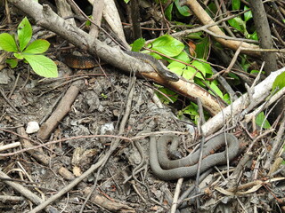Northern water snakes living within the wetland forest of the Bombay Hook National Wildlife Refuge, Kent County, Delaware. 