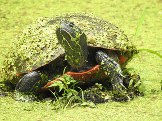 An eastern painted turtle emerged from the wetland water with aquatic vegetation on its shell....