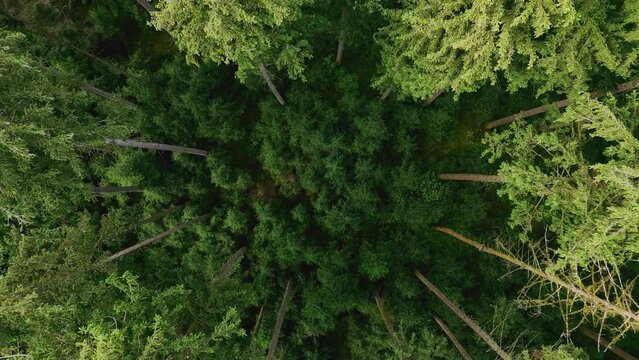 Top down view of autumn forest, fall woodland aerial shot. Drone fly over pine trees and yellow treetops. Zoom out and spin colorful texture in nature.