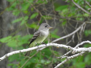 Fototapeta premium Eastern wood pewee perched on a branch within the woodland forest of the Bombay Hook National Wildlife Refuge, Kent County, Delaware.