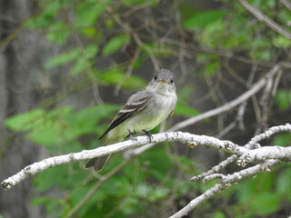 Obraz premium Eastern wood pewee perched on a branch within the woodland forest of the Bombay Hook National Wildlife Refuge, Kent County, Delaware.