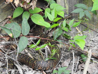 A large northern water snake living within the wetlands of the Bombay Hook National Wildlife Refuge, Kent County, Delaware.