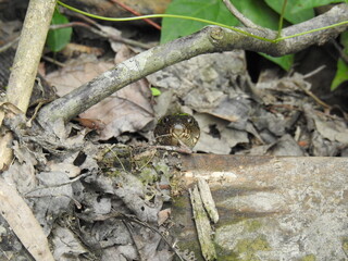 A large northern water snake peeking its head out of the wetland vegetation within the Bombay Hook National Wildlife Refuge, Kent County, Delaware.