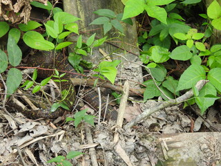 A large northern water snake living within the wetlands of the Bombay Hook National Wildlife Refuge, Kent County, Delaware.