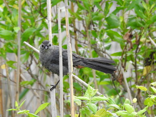 Fototapeta premium A gray catbird perched on a reed, within the wetlands of the Bombay Hook National Wildlife Refuge, Kent County, Delaware.