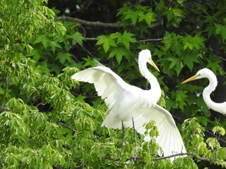 Two great white egrets wanting to perch on the same branch, squabbling, high in the treetops of the...