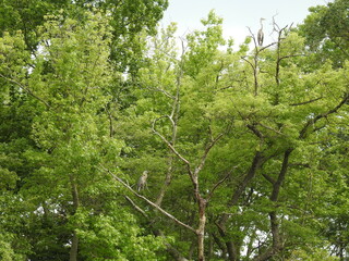 Fototapeta premium Great blue herons perched in the trees, within the wetland forest of the Bombay Hook National Wildlife Refuge, Kent County, Delaware.