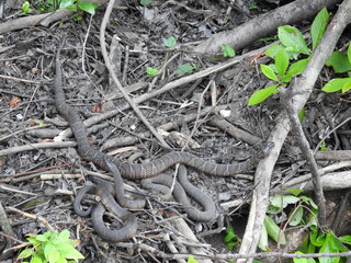 Northern water snakes living within the wetland forest of the Bombay Hook National Wildlife Refuge, Kent County, Delaware. 