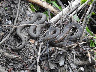 A pair of northern water snakes, basking in the warmth of the sun, within the wetland forest of the Bombay Hook National Wildlife Refuge, Kent County, Delaware.