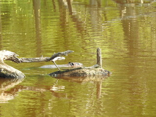 A beaver swimming in a wetland pond within the Bombay Hook National Wildlife Refuge, Kent County, Delaware. 