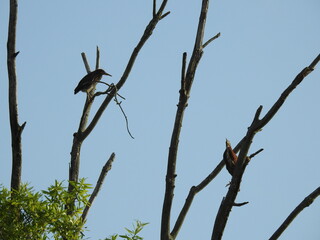 Green herons, high up in the trees, within the wetland forest of the Bombay Hook National Wildlife Refuge, Kent County, Delaware. 