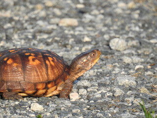 Eastern box turtle living within the wetlands of Bombay Hook National Wildlife Refuge, Kent County, Delaware.