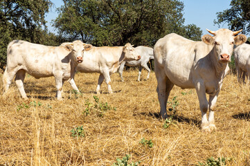 Herd of White Cows Looking at the Photographer on Arid Grass under a Blue Sky.