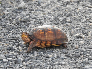 Eastern box turtle living within the wetlands of Bombay Hook National Wildlife Refuge, Kent County, Delaware.