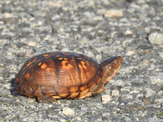 Eastern box turtle living within the wetlands of Bombay Hook National Wildlife Refuge, Kent County, Delaware.