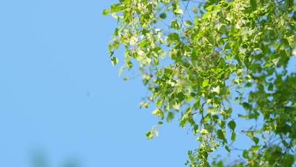 Summer birch branch with young leaves on a background of blue sky. Fresh green birch leaves against a blue sky. Slow motion.