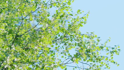 Fototapeta premium White birch trees in the forest in early autumn. Summer birch catkins on branch on blue sky background. Slow motion.