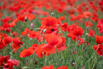 A beautiful spring red field of poppies
