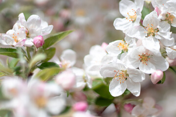 Beautiful white flowers of an ornamental apple tree