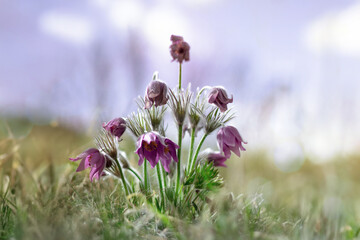 Close-up of the spring purple rare flower of the Pulsatilla