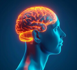 Obraz premium Human Brain Anatomy: A 3D Rendered Illustration