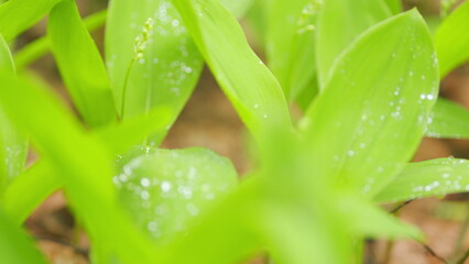 Spring in Europe. Lily of the valley flower buds in early spring forest between green leaves. Close up.