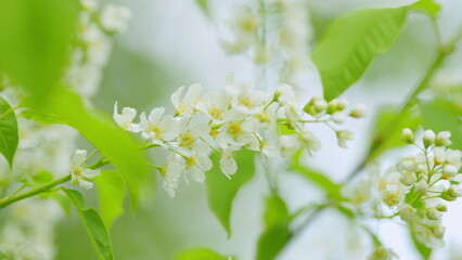 Springtime concept. Blossoming bird cherry branch. Flowering plant in the rose family rosaceae. Slow motion.