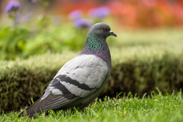 pigeons on the lawn, urban birds