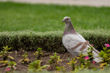 pigeons on the lawn, urban birds