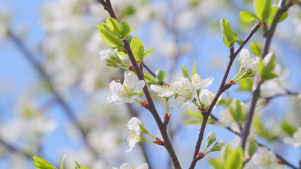 Blooming cherry branch in spring. Fresh cherry flowers. Opening spring flowers. Slow motion.