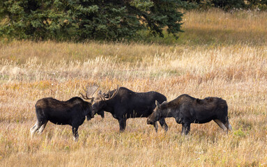 Bull Moose with Cows During the Rut in Autumn in Wyoming