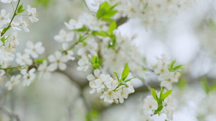 Obraz premium White plum flowers sway in the wind. Blossoming branch swaying in the wind. Slow motion.